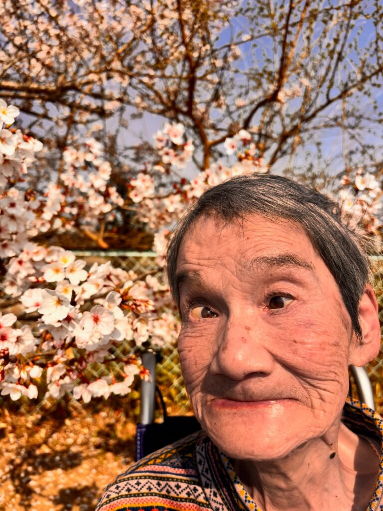 2026パンダ公園でのお花見3